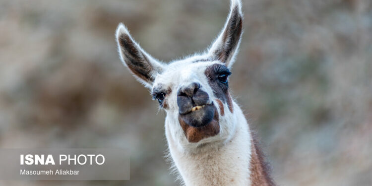 پارک محیط بان کرج